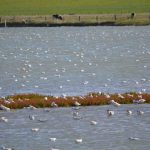 Vogelbeobachtungen in Nessmersiel