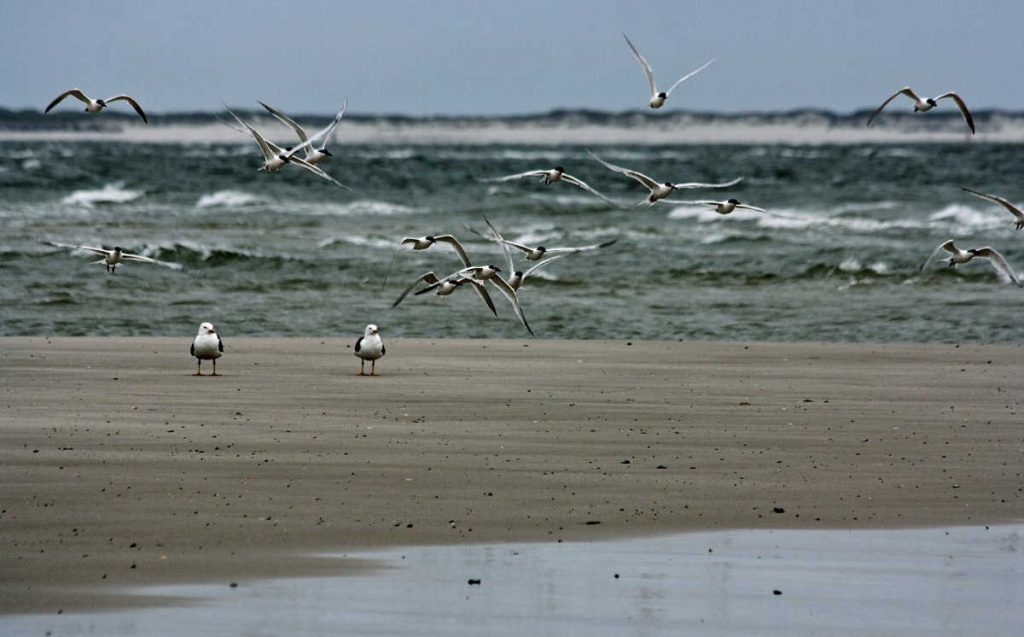 Zugvögel beobachten an der Nordsee